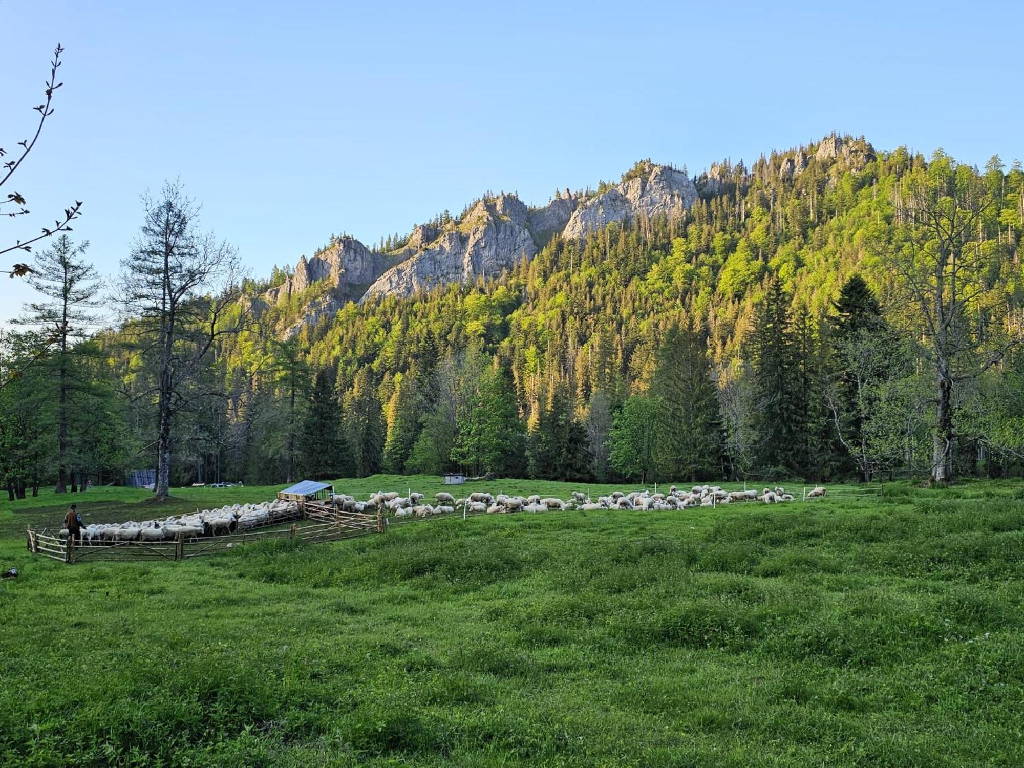 Gosciniec Kuznice Apartment Zakopane Bagian luar foto